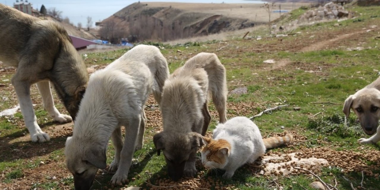 Tunceli’de Sokak Hayvanlarına Vefa