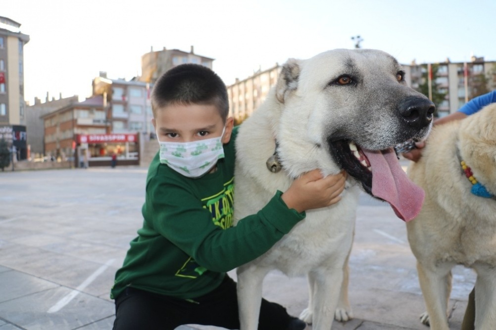 Safkan kangal insana saldırmaz