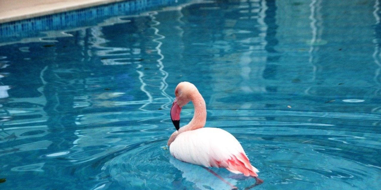 Otelin Havuzuna Düşen Yaralı Flamingoyu Görenler Şoke Oldu
