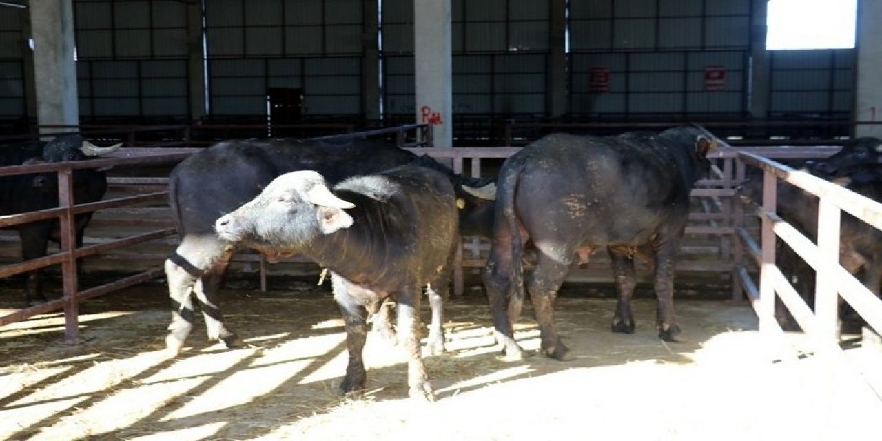 Damızlık Manda Düvesi Yetiştiricilerine Yüzde 50 Hibe Desteği Sağlanacak