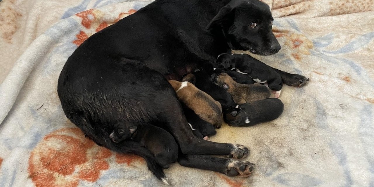 Esenyurt’ta Donmaktan Son Anda Kurtarılan Yavru Köpekten İyi Haber Geldi