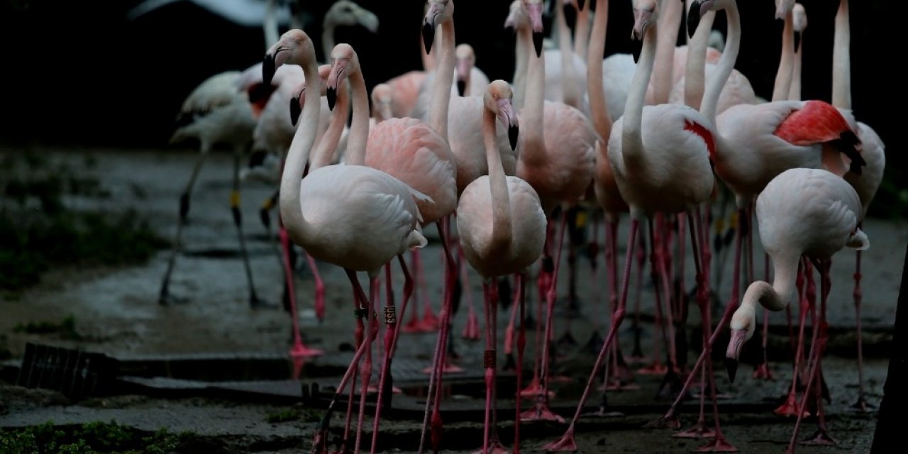 Flamingo Ailesine 12 Yeni Üye