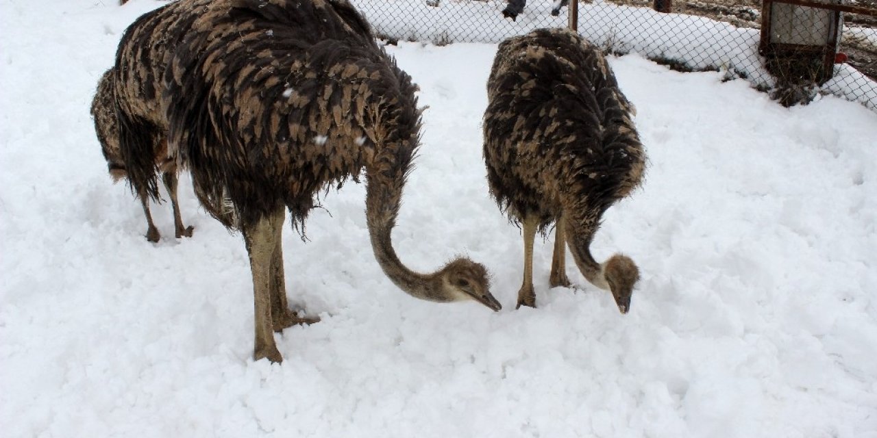 Yavru Deve Kuşlarının Kar Yeme Yarışı