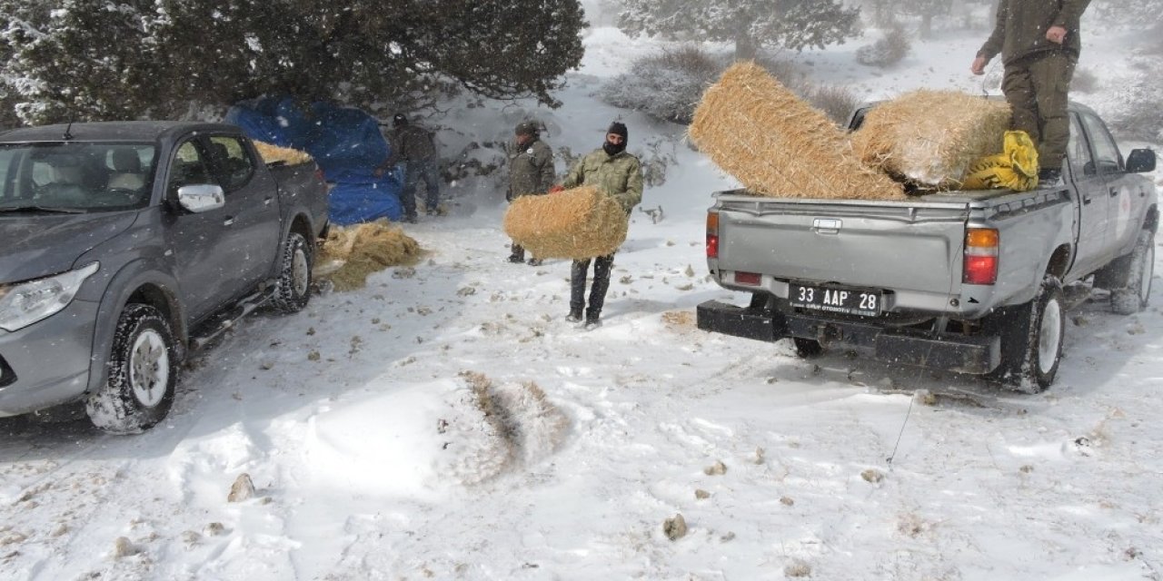 Mersin’de Yaban Hayvanları Unutulmadı