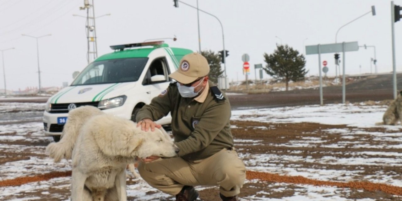 Polis Sokak Hayvanlarını Unutmadı