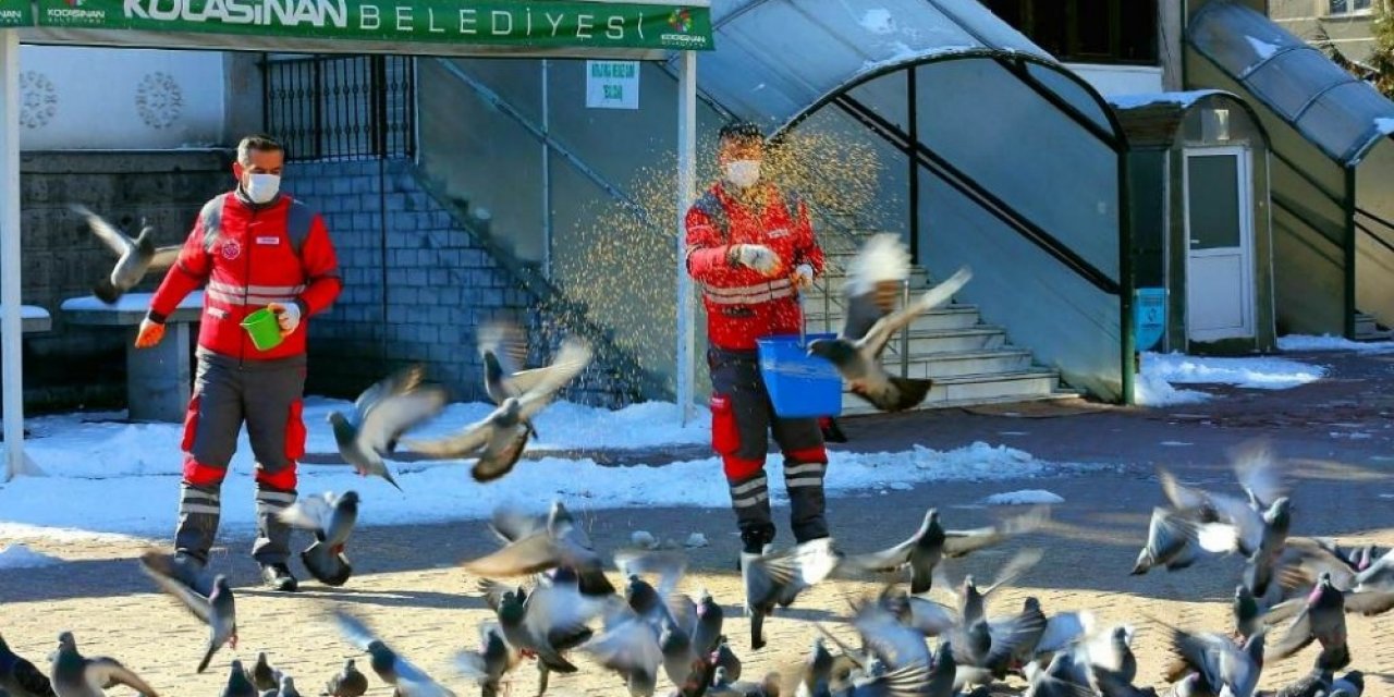 Kocasinan Belediyesi’nden Sokak Hayvanları İçin Seferberlik