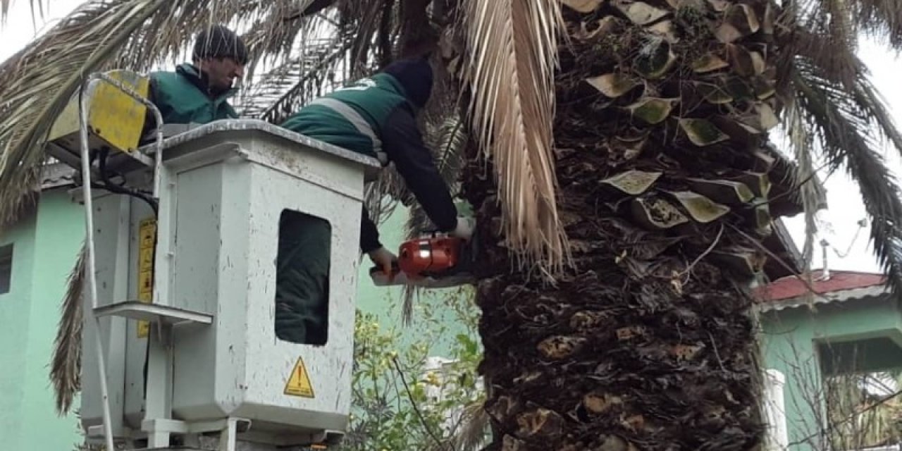 Ayvalık’ın Simgelerinden Palmiyeleri İçin ’kırmızı’ Mücadele