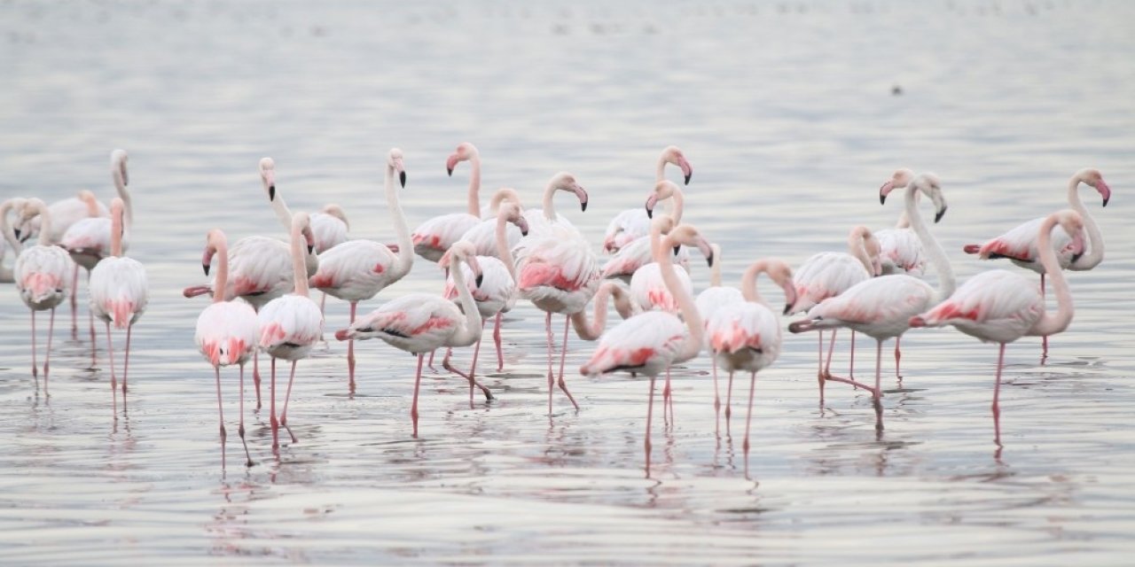 İ̇zmit Körfezi’nde Tür Sayısı Her Geçen Gün Artıyor