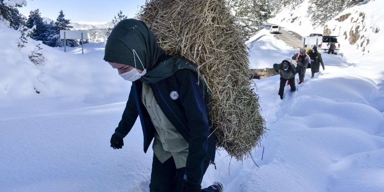 Gümüşhane’de Yaban Hayvanları Aç Bırakılmıyor