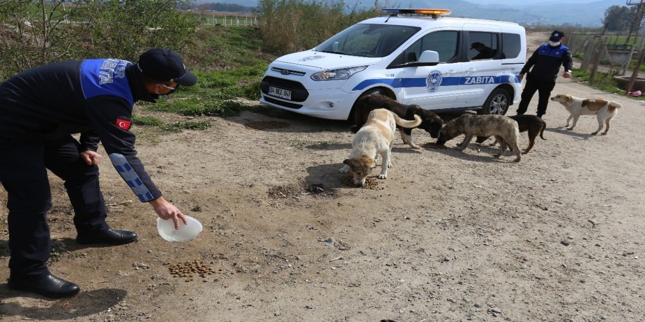 Efeler Belediyesi’nin Zabıtalar Sokağa Çıkma Kısıtlamasına Can Dostlar İçin Mesai Yaptı