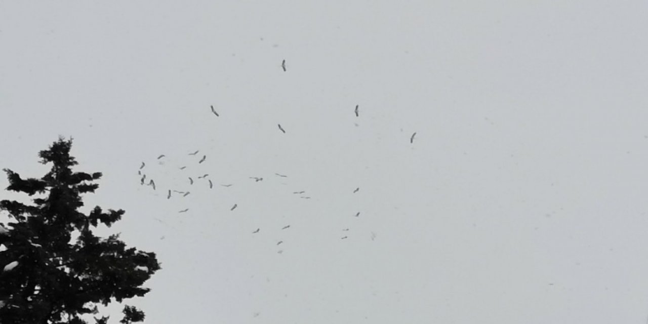 Baharda Gelen Leylekler Bu Yıl Karla Geldi