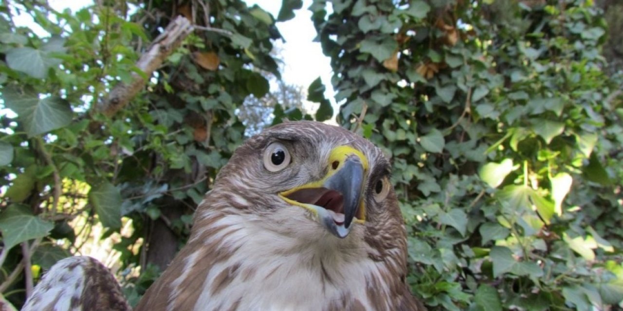 Kanadı Kırılan Şahin İçin Seferberlik