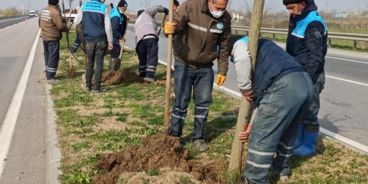 Çevre Yoluna 125 Yeni Ağaç Dikildi