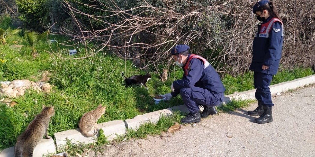Jandarma Ekipleri, Kısıtlamada Sokak Hayvanlarını Unutmuyor