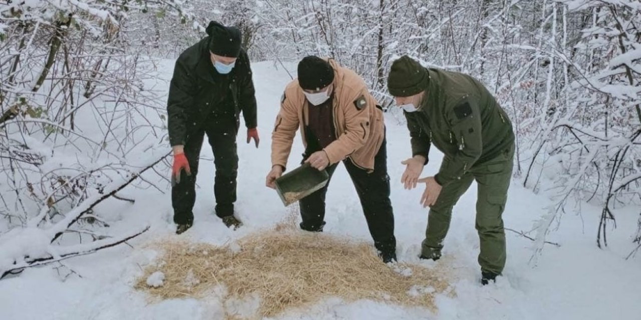 Yaban Hayvanları İçin Ormanlık Alana Yem Bırakıldı