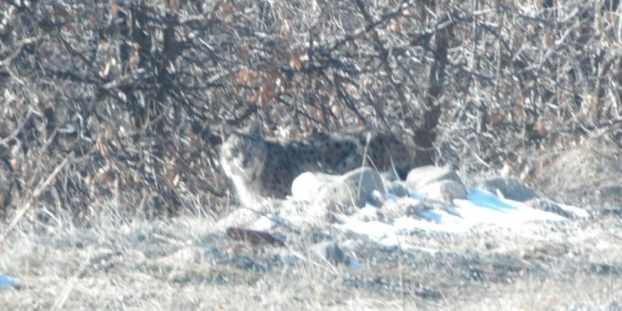 Tunceli’de Kırmızı Listedeki Vaşak Fotoğraflandı