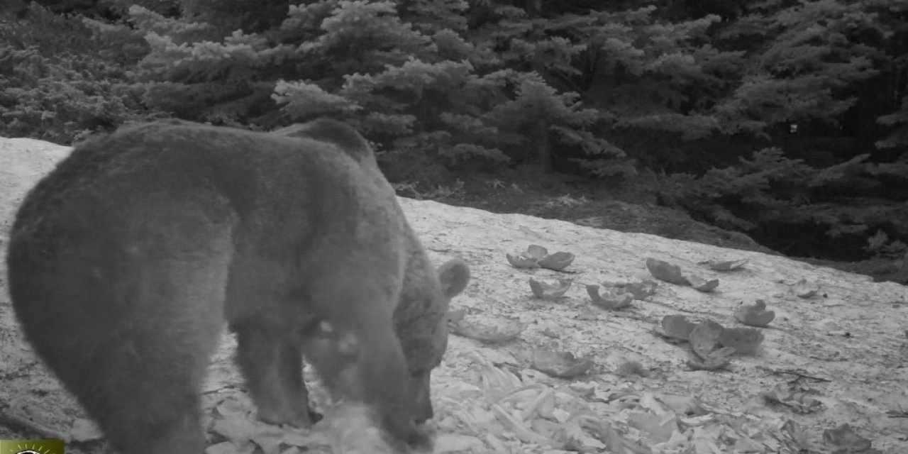 Uludağ’da Kış Aylarında Ayıların Karpuz Keyfi