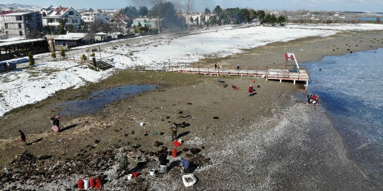 Dalgaların Kıyıya Attığı Salyangozlar Kadınlara Ekmek Kapısı Oldu