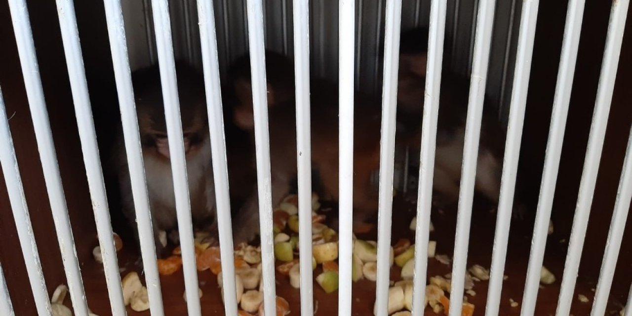 Silopi’de 4 Örümcek Maymun Koruma Altına Alındı