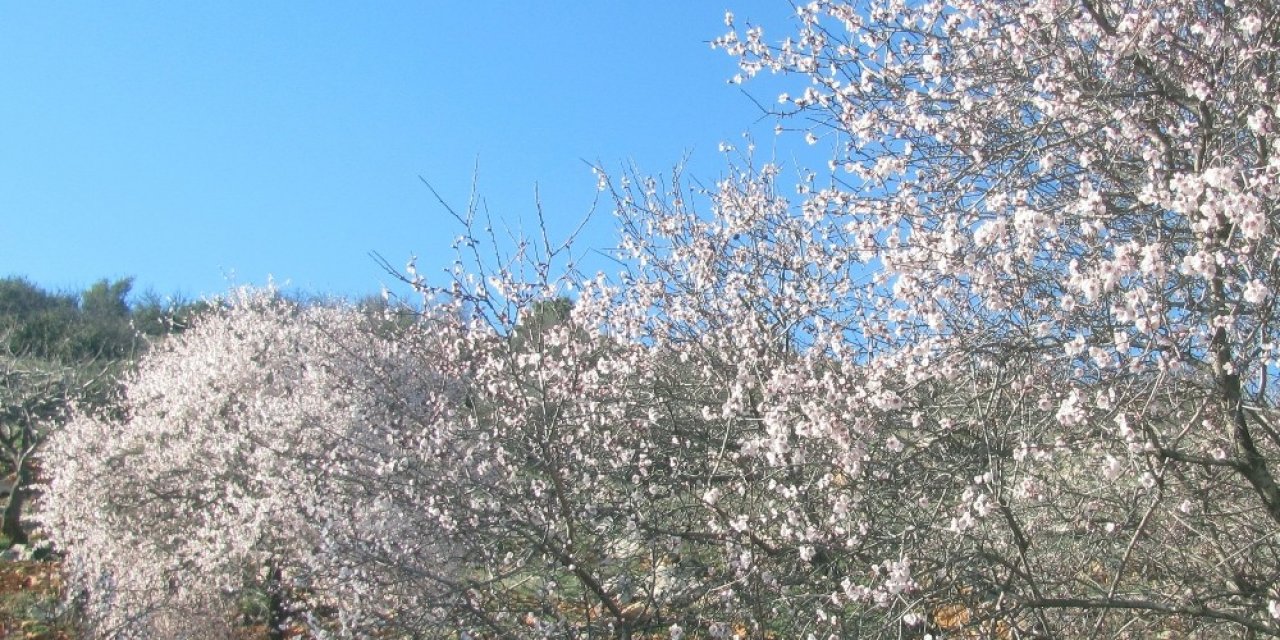 Erken Çiçek Açan Bademler Üreticiyi Telaşlandırdı