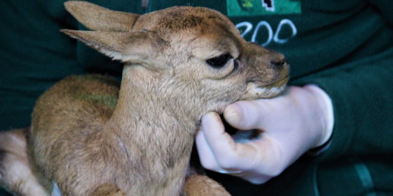 Hayvanat Bahçesinin Yeni Üyesi Dünyaya Gözlerini Açtı