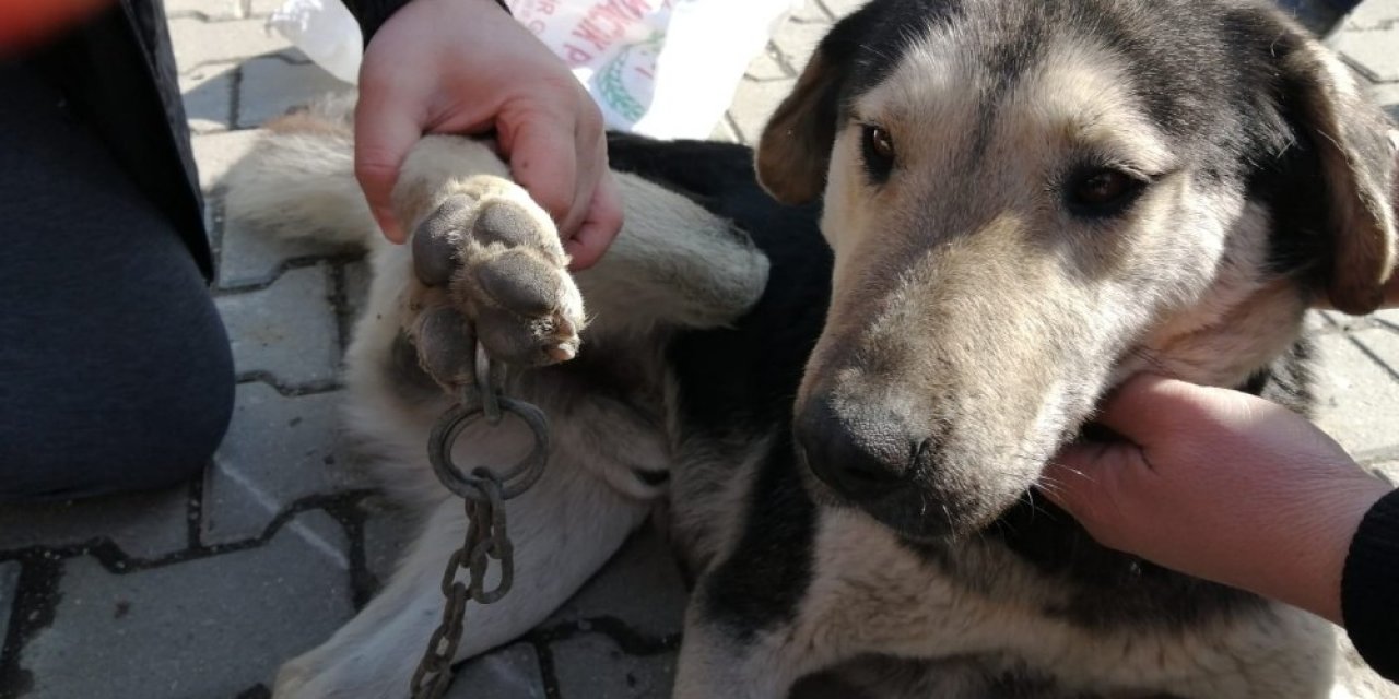 Ayağına Zincir Batan Köpeği Veteriner Kurtardı