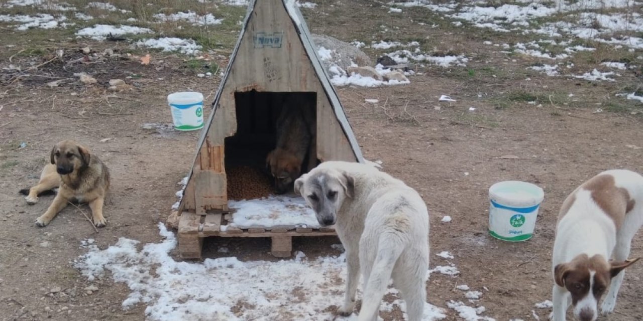 Sokak Hayvanlarının Dostları ’organize Patiler’ İş Başında