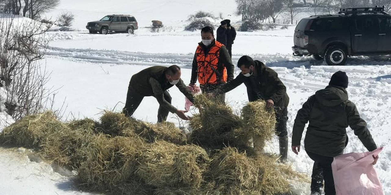 Bolu’da Yaban Hayvanları İçin Doğaya Yem Bırakıldı