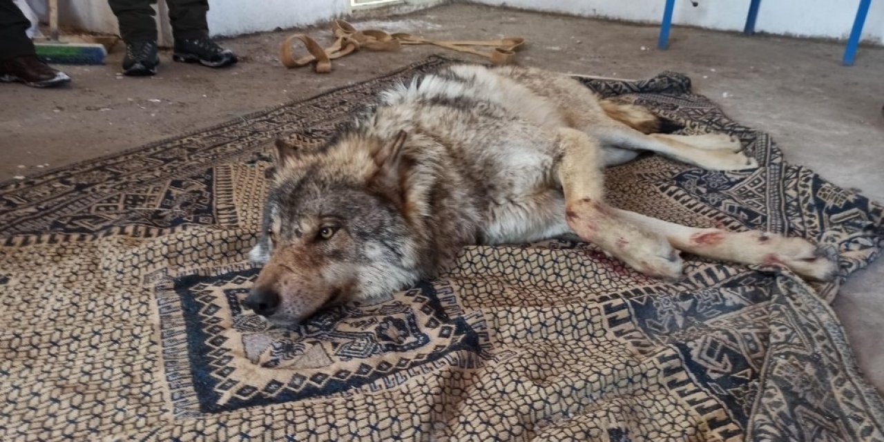 Vahşi Kurt Donmak Üzereyken Kurtarıldı