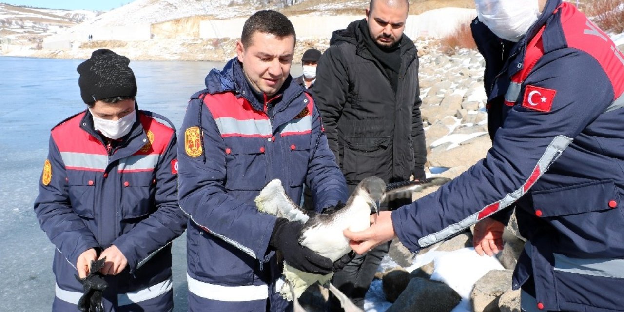 İ̇tfaiye Ekipleri Buz Tutan Gölde Donmak Üzere Olan Kuşu Kurtardı