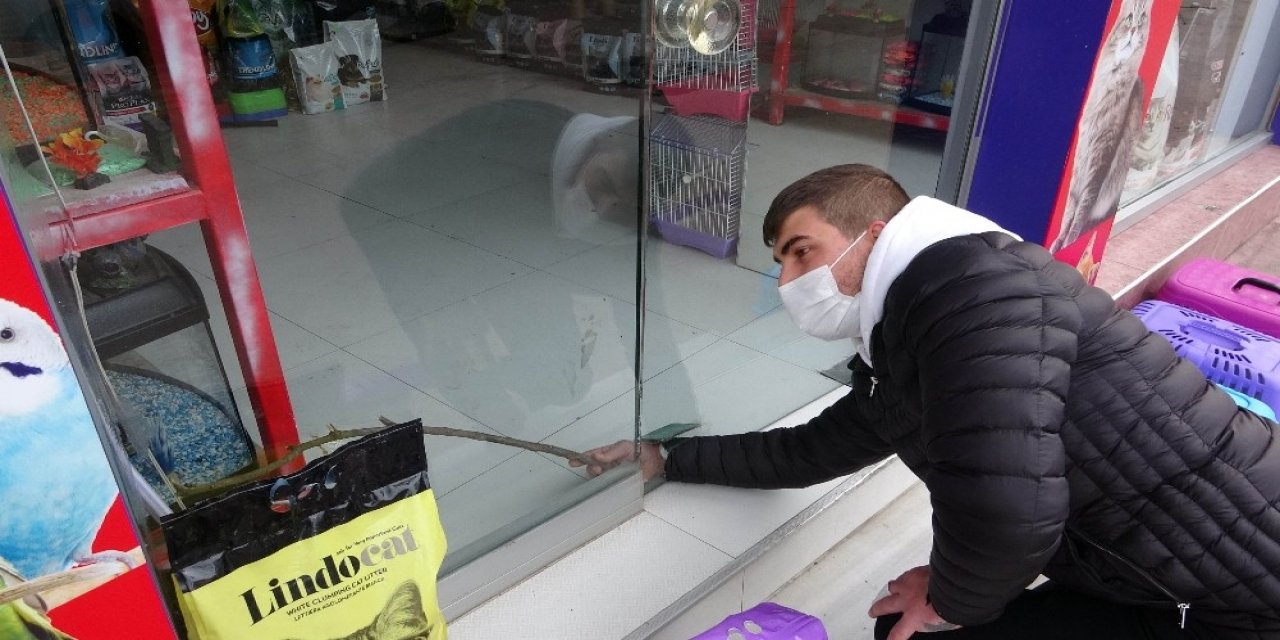 Hırsız 100 Liralık Tasmayı Çalmak İçin Bin 500 Liralık Çamı Kırdı