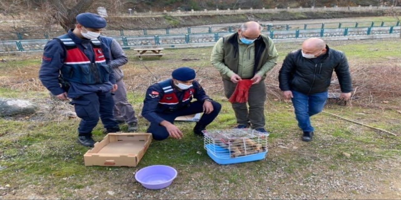Yaralı Tilkinin Yardımına Jandarma Koştu
