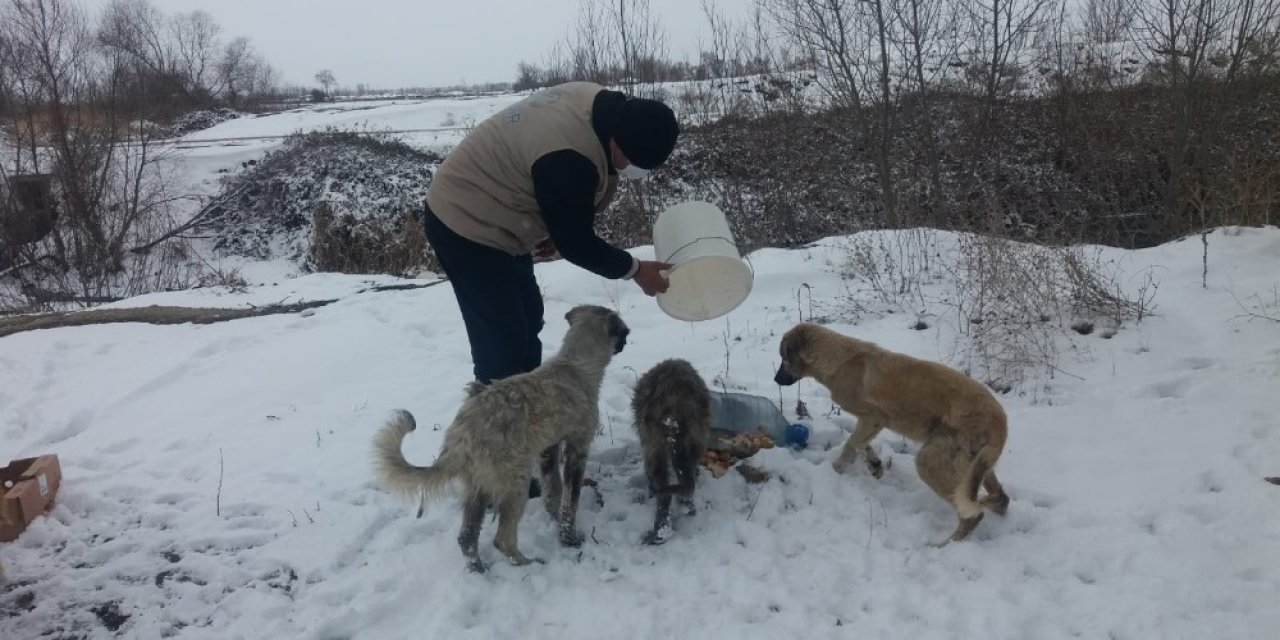 Kısıtlamada Aç Kalan Hayvanları Elleriyle Beslediler