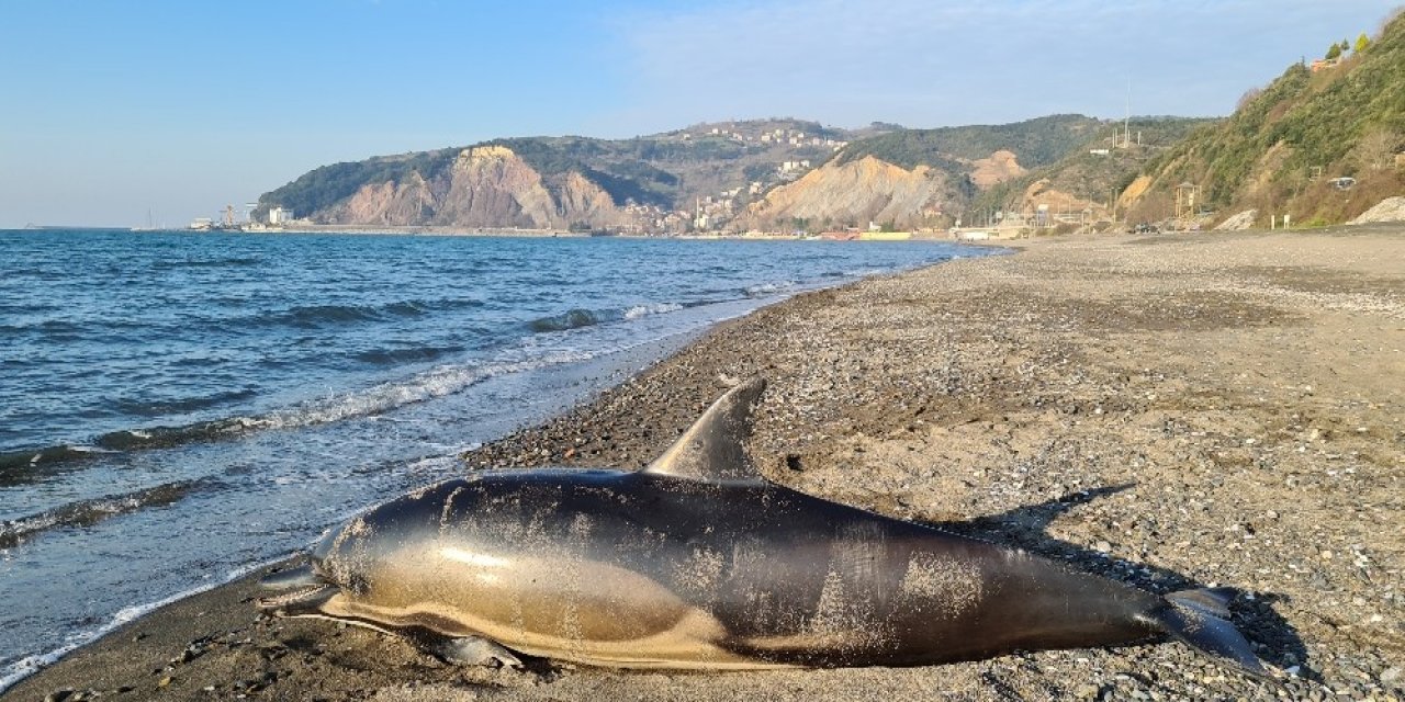 Zonguldak’ta Ölü Yunus Karaya Vurdu