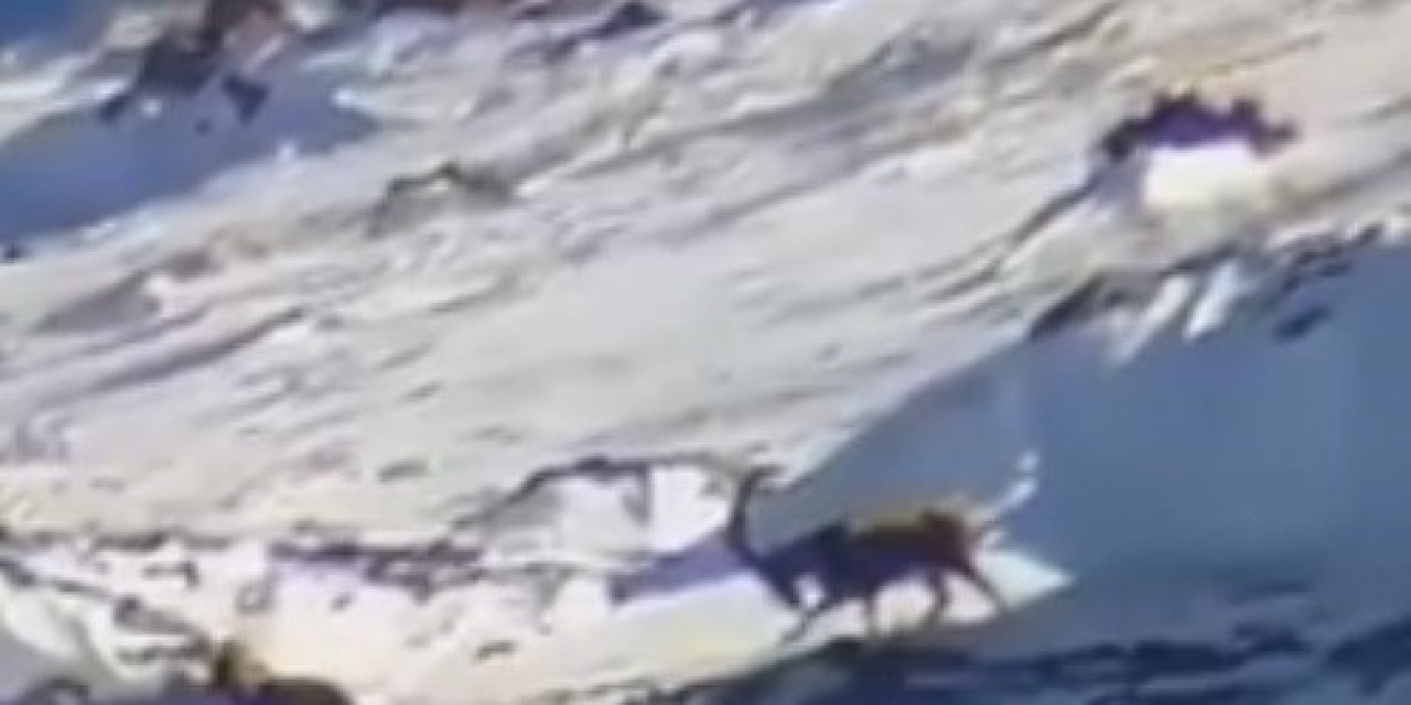 Yahyalı’da Yaban Keçileri Görüntülendi