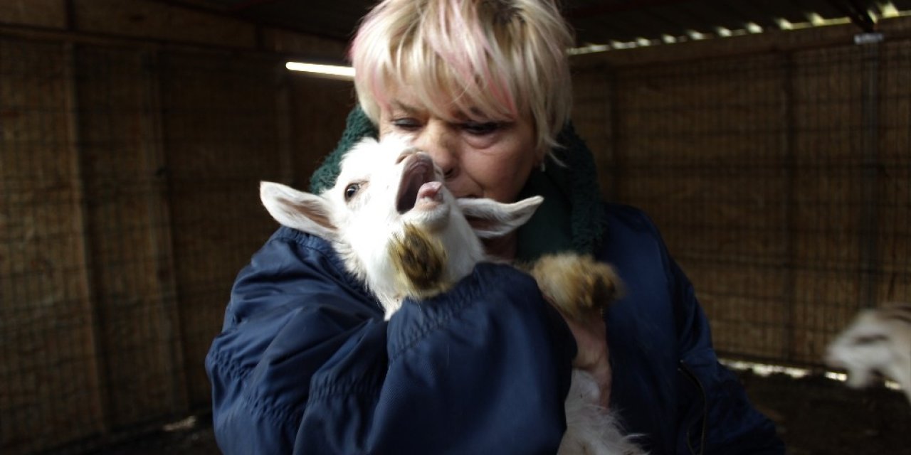 Beslediği Keçilerin Ne Etinden Ne De Sütünden Faydalanıyor