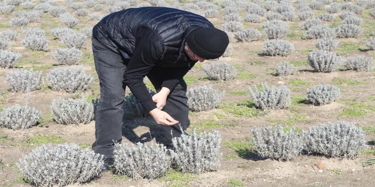 Lavanta Tarlaları İncelendi