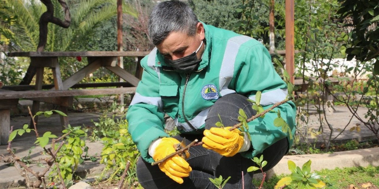 Erdemli Belediyesi, Yılda 14 Bin Gül Fidesi Üretiyor