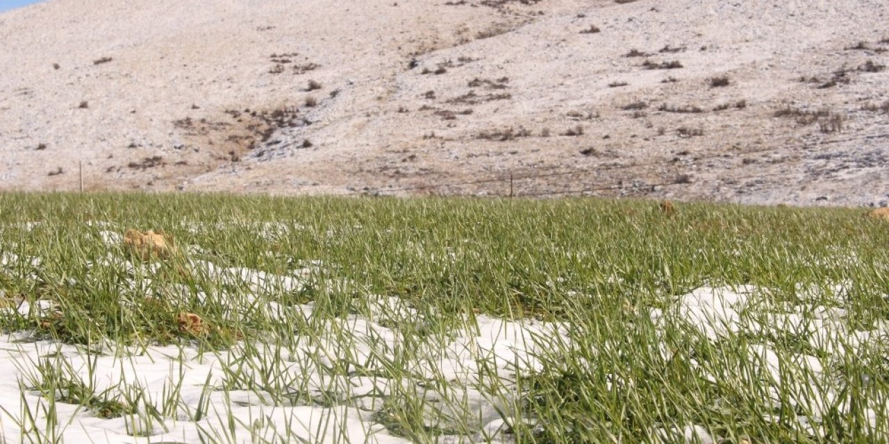 Büyükşehirin Elmalı Ve Korkuteli’deki Ata Tohumları Çimlendi