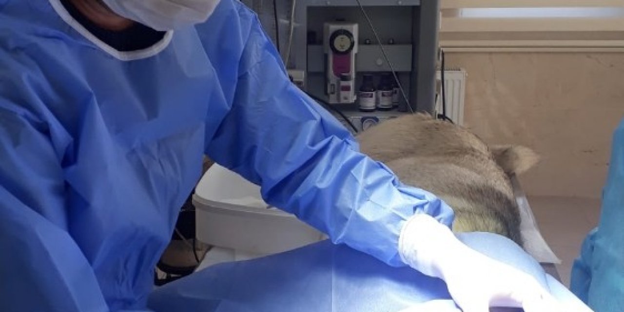 Yaralı Köpek Barınakta Tedavi Altına Alındı