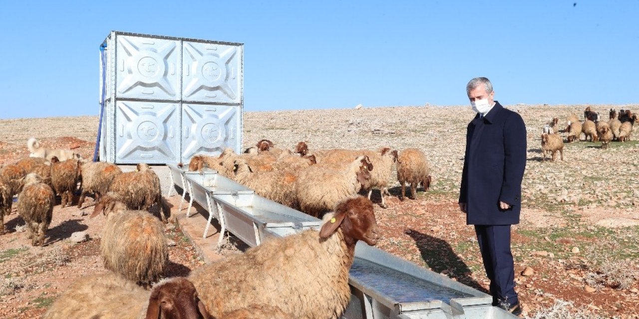 Tahmazoğlu, Hayvancılık İçin Açılan Su Kuyularını İnceledi