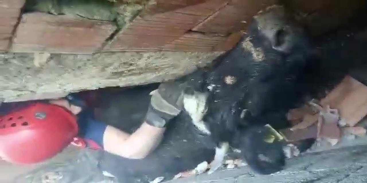 Köpeklerden Kaçan İnek İki Duvar Arasında Sıkıştı