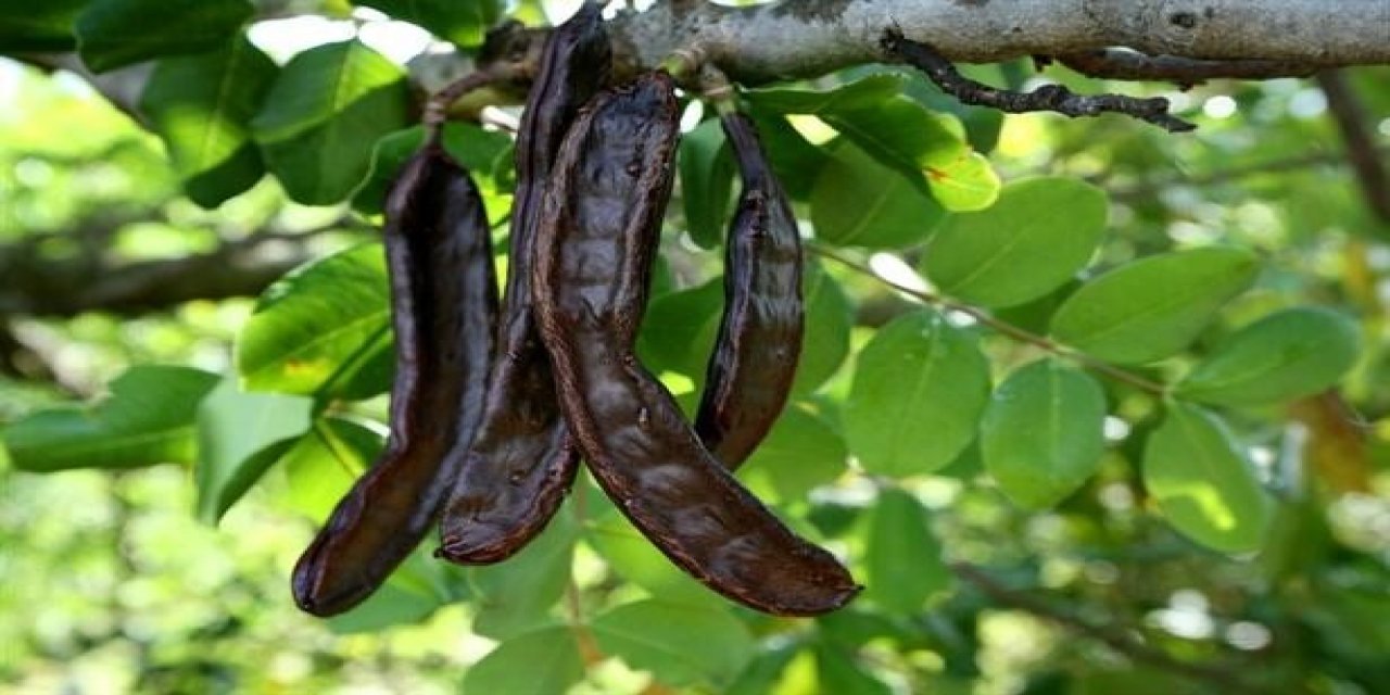 Aromatik Bitki Üretimine Yüzde 75 Destek