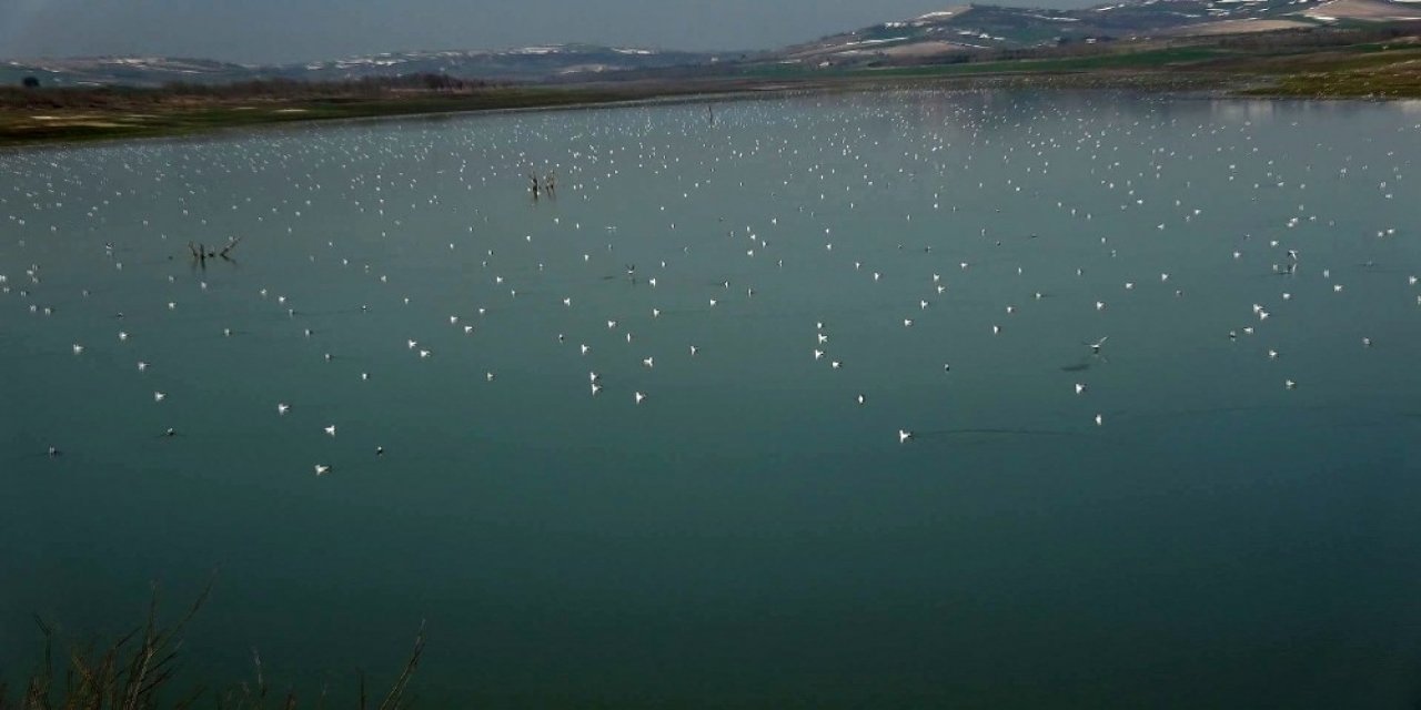 Sazlıdere Gölüne Binlerce Martı Akını