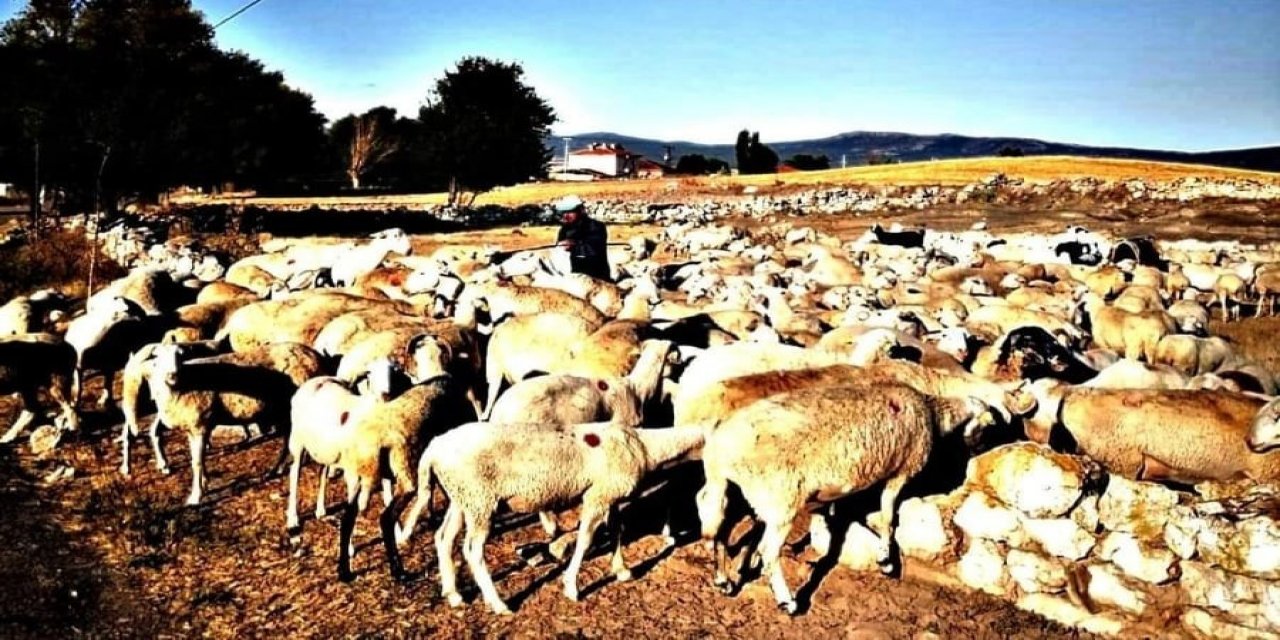 Aslanapa’da Koyun Ve Keçi Çiçeği Hastalığı