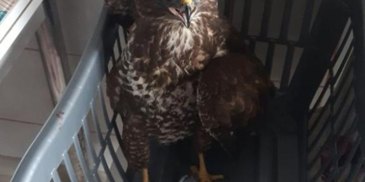 Yaralı Olarak Bulduğu ‘kızıl Şahin’ İle Önce Fotoğraf Çektirdi Sonra Dkmp’ye Teslim Etti