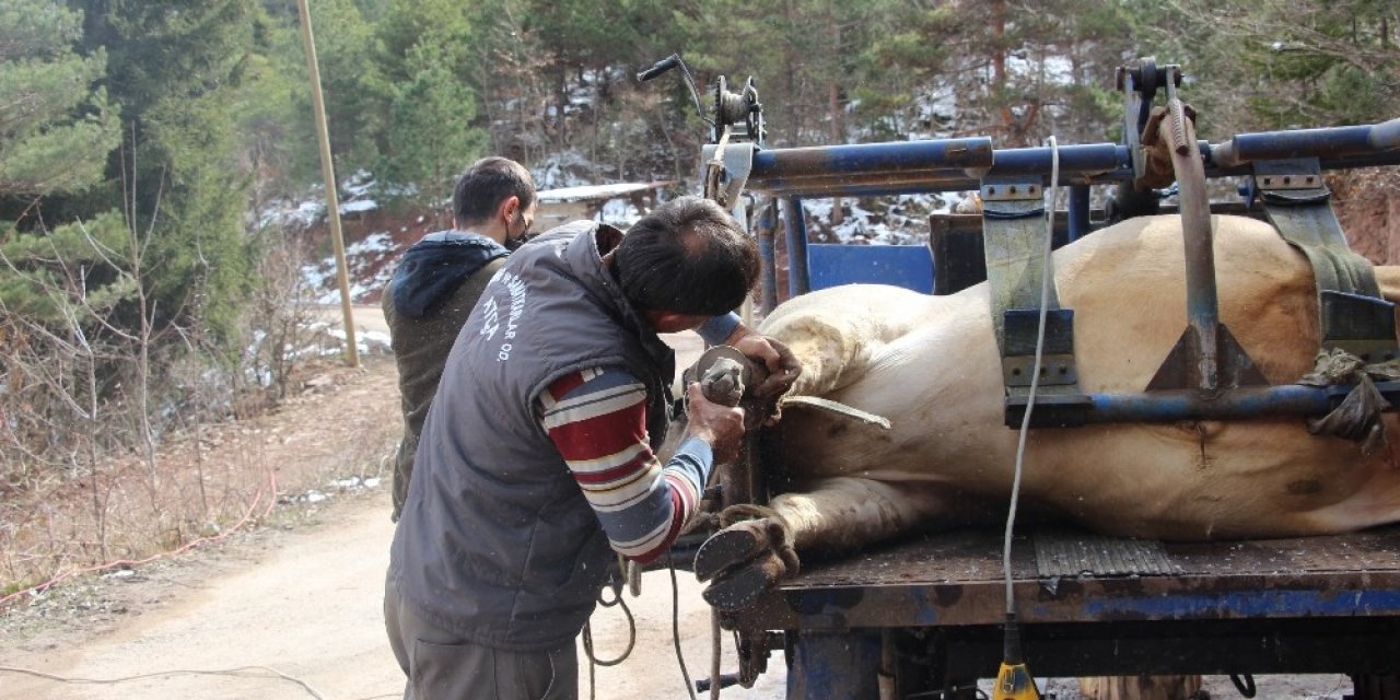 Tonluk Boğalarla Bebek Gibi İlgileniyorlar