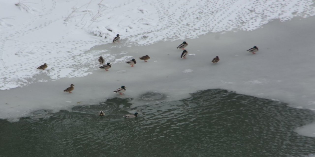 Doğa Fotoğrafçısından Örnek Davranış