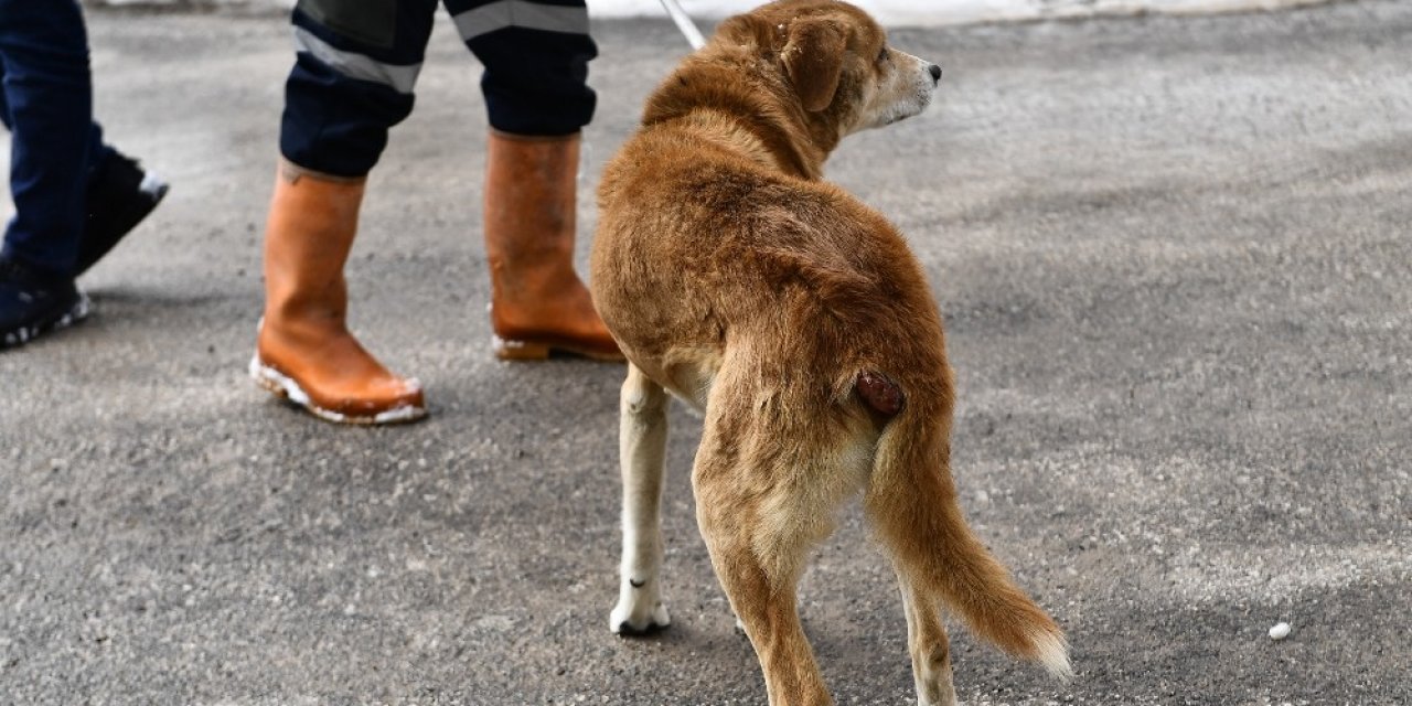 Tümörlü Köpek Sağlığına Kavuştu