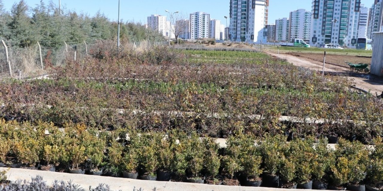 Kayapınar Belediyesi, Mevsimlik Çiçek Ve Meyve Fidanlarını Kendi Üretiyor